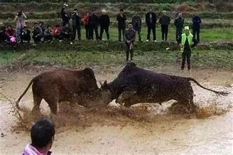 夢見牛奔跑|梦见牛奔跑是什么预兆,梦到牛奔跑是什么意思